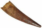 Fossil Spinosaurus Tooth - Real Dinosaur Tooth #360102-1